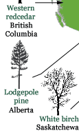 Canada's provincial trees